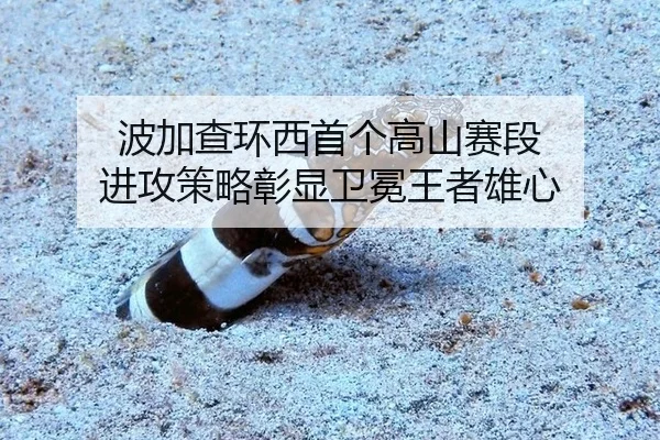 bo-jia-cha-huan-xi-shou-ge-gao-shan-sai-duan-jin-gong-ce-lve-zhang-xian-wei-mian-wang-zhe-xiong-xin-2-103.jpg
